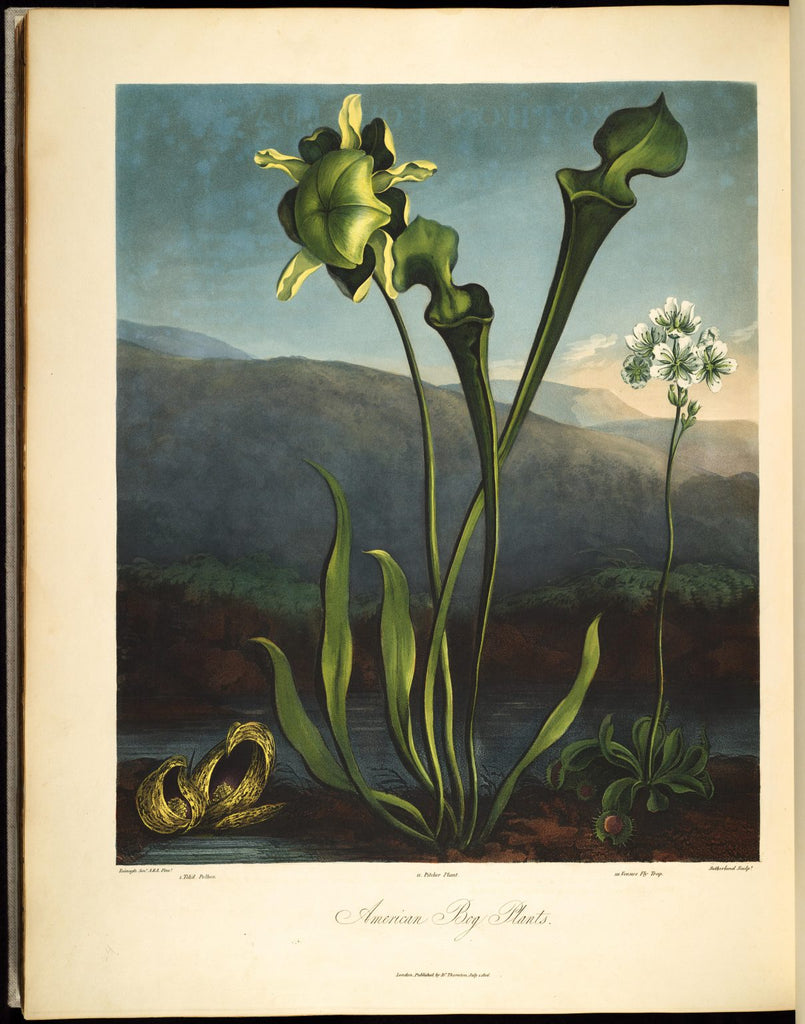 Découverte et histoire du Sarracenia (part 4)