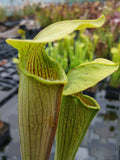 Sarracenia alata "giant, green, pubescent" {Stone Co., MS}