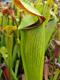 Sarracenia alata var. rubrioperculata "purple throat, giant"