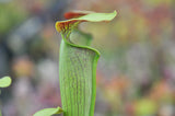 Sarracenia alata var. rubrioperculata