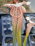 Sarracenia x areolata "trinita"