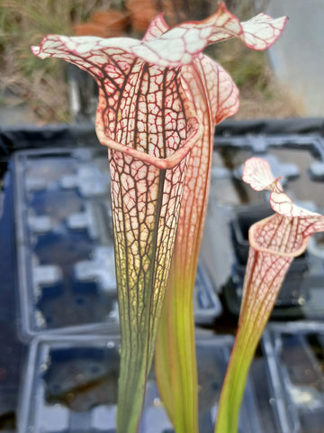 Sarracenia x areolata "trinita"