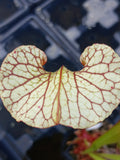 Sarracenia x moorei (Floride)