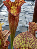 Sarracenia x willisii
