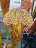Sarracenia x willisii