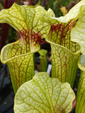 Sarracenia x moorei
