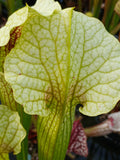 Sarracenia x moorei