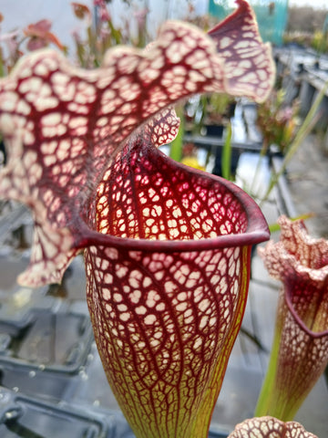 Sarracenia x hybride #2