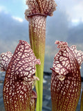Sarracenia x hybride #2