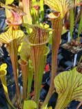 Sarracenia x (S. flava "red tube" x S. alata "red lid")