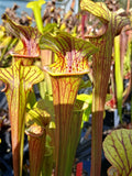 Sarracenia x (S. flava "red tube" x S. alata "red lid")