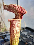 Sarracenia x areolata "very colorful, snow white flower" Hans Luhrs