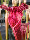 Sarracenia leucophylla "bonbon"