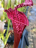Sarracenia leucophylla "bonbon"
