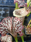Sarracenia leucophylla "pronounced lip, red/white"