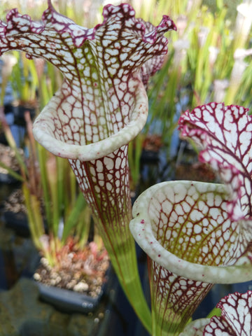 Sarracenia leucophylla "pronounced lip, red/white"
