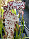 Sarracenia leucophylla "white top, fine red veins"