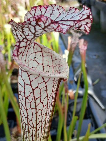 Sarracenia leucophylla "white top, fine red veins"