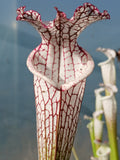 Sarracenia leucophylla "white top, fine red veins"
