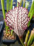 Sarracenia leucophylla "micro leuco"