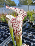 Sarracenia leucophylla {gas station, Perdido, Baldwin Co., AL}