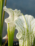 Sarracenia leucophylla cv  'Schnell's ghost'