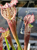 Sarracenia leucophylla {Ben's bog, Baldwin Co., AL}