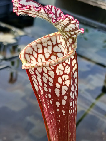 Sarracenia leucophylla {Ben's bog, Baldwin Co., AL}