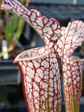 Sarracenia leucophylla "red/white" {Pensacola, Escambia Co., FL}