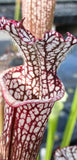 Sarracenia leucophylla {Whiting fields, near Milton, Santa Rosa Co., FL}