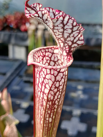 Sarracenia leucophylla {Whiting fields, near Milton, Santa Rosa Co., FL}