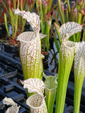 Sarracenia leucophylla "white top", ex Mc Pherson {Citronelle, Mobile Co., AL} WS