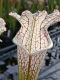 Sarracenia leucophylla "white top", ex Mc Pherson {Citronelle, Mobile Co., AL} WS