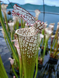 Sarracenia leucophylla {Splinter Hills bog, Baldwin Co., AL} WS