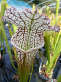 Sarracenia leucophylla {Splinter Hills bog, Baldwin Co., AL} WS