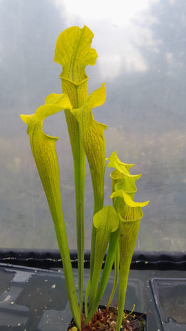 Sarracenia rubra ssp. alabamensis {Chilton Co., AL}