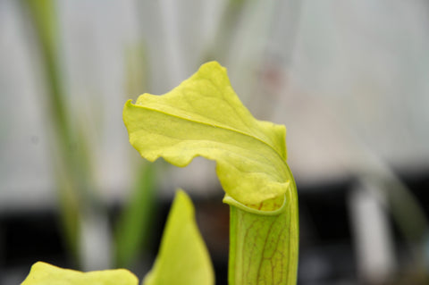 Sarracenia alata 'Wavy Lid'