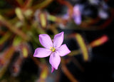 drosera capensis "Vogelgat"