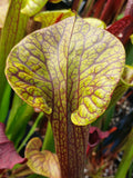 sarracenia flava var. ornata "superornata"