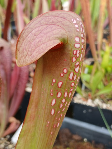 Sarracenia minor