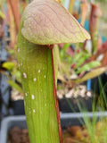 Sarracenia minor {Francis Marion NP, Charleston Co., SC}