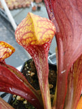 Sarracenia psittacina var. okefenokeensis