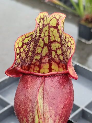 Sarracenia purpurea ssp. purpurea