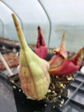 sarracenia purpurea "smurf"