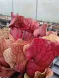 Sarracenia purpurea ssp. venosa