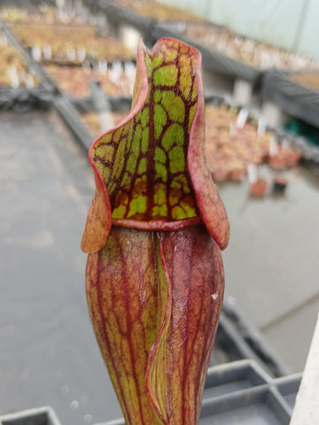 Sarracenia purpurea ssp. purpurea