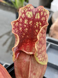 Sarracenia purpurea ssp. venosa 'Red Ruffles"