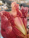 Sarracenia purpurea ssp. venosa 'Red Ruffles"