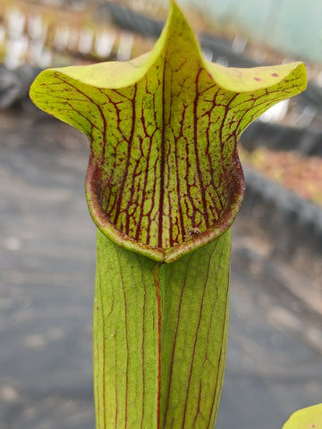 Sarracenia rubra ssp. wherryi (fleur rose/jaune)