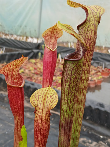 Sarracenia rubra ssp. jonesii "caesar's Head" {Greenville CO., SC}